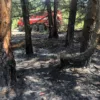 В Ростовской области загорелся лес