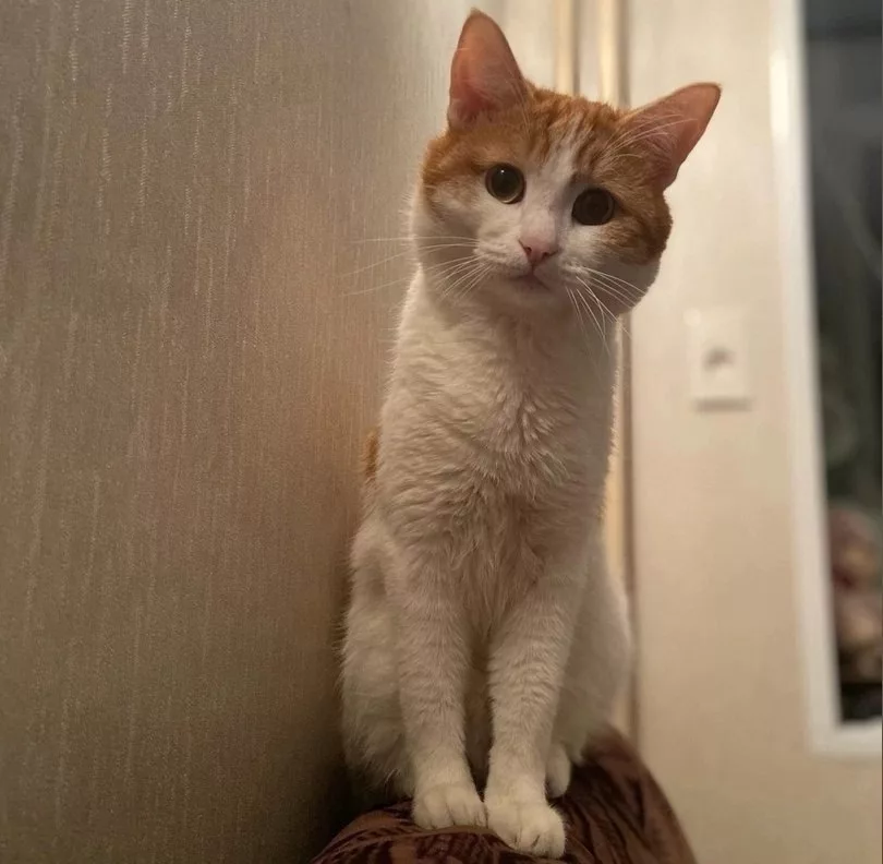 Трагедия кота Твикса